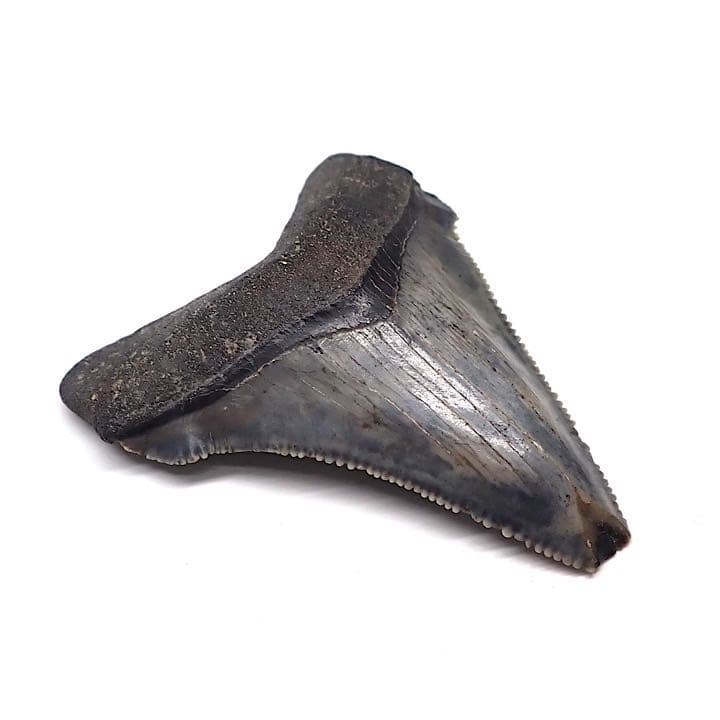 【アメリカ産】メガロドンの歯の化石