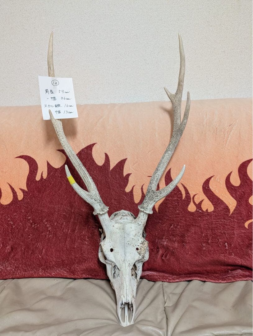 【19個限定】下栗の里　日本鹿　スカル　No.12