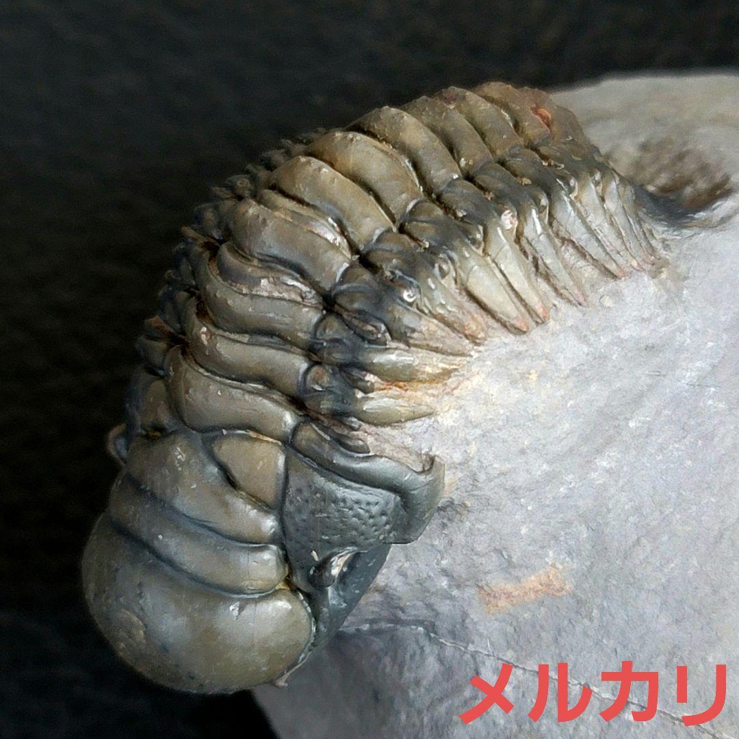 超美麗！三葉虫【Crotalocephalus gibbus】 化石  モロッコ