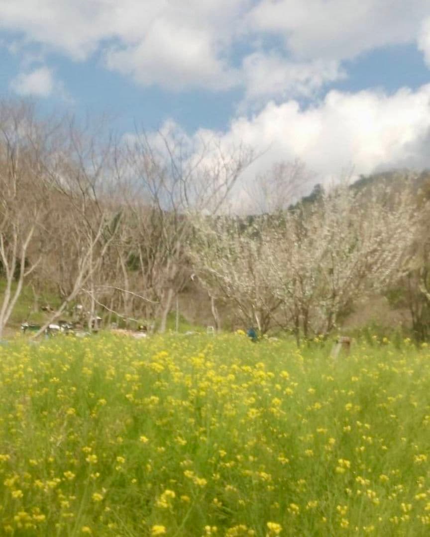 蜂蜜　1200g 2本 生蜂蜜　完熟はちみつ　非加熱　国産蜂蜜