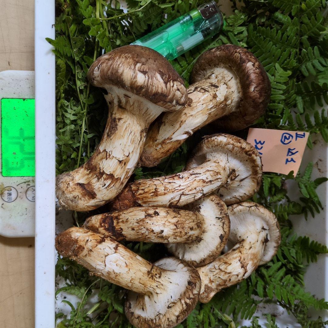 和歌山松茸 新鮮朝市　込み込み　324㌘