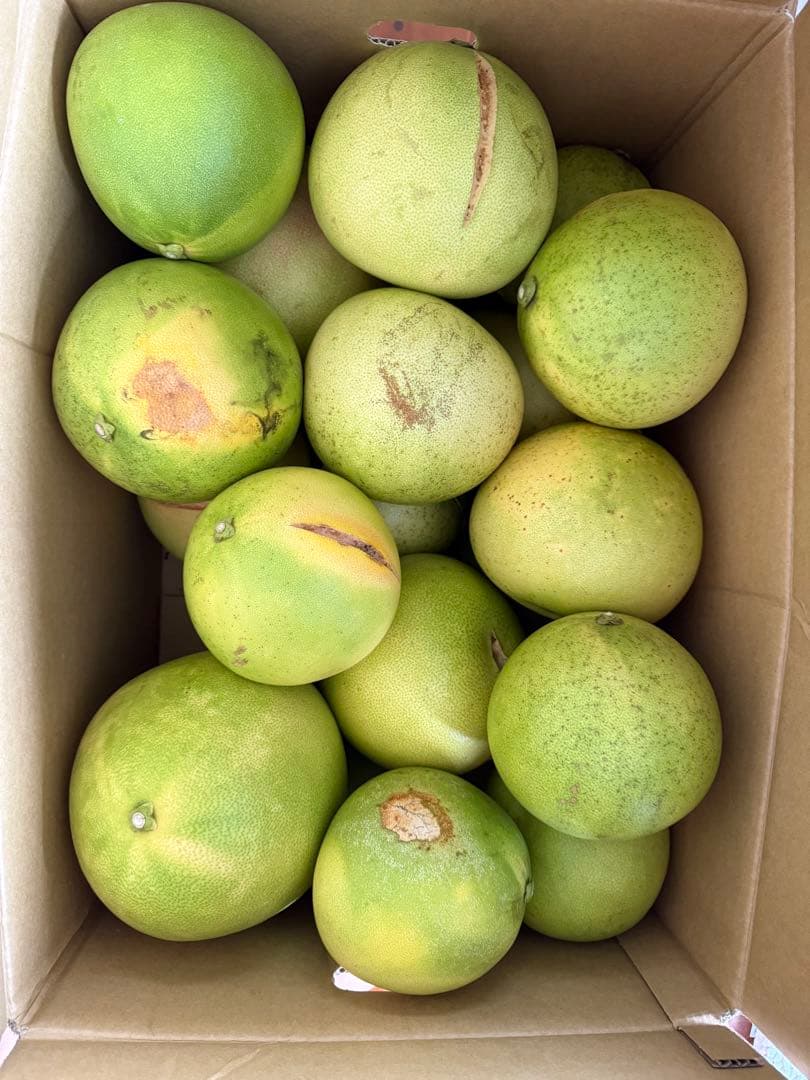 チャンドラポメロ　20キロ箱込み