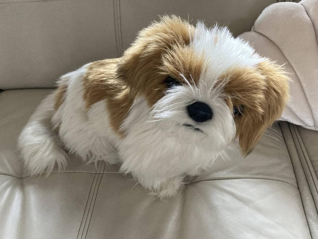 売約済み　HANSA　シーズー　ティディベア２点セット