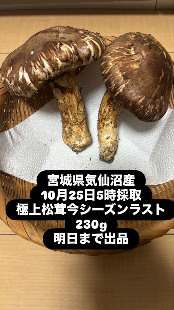 極上松茸 230g 宮城県気仙沼産