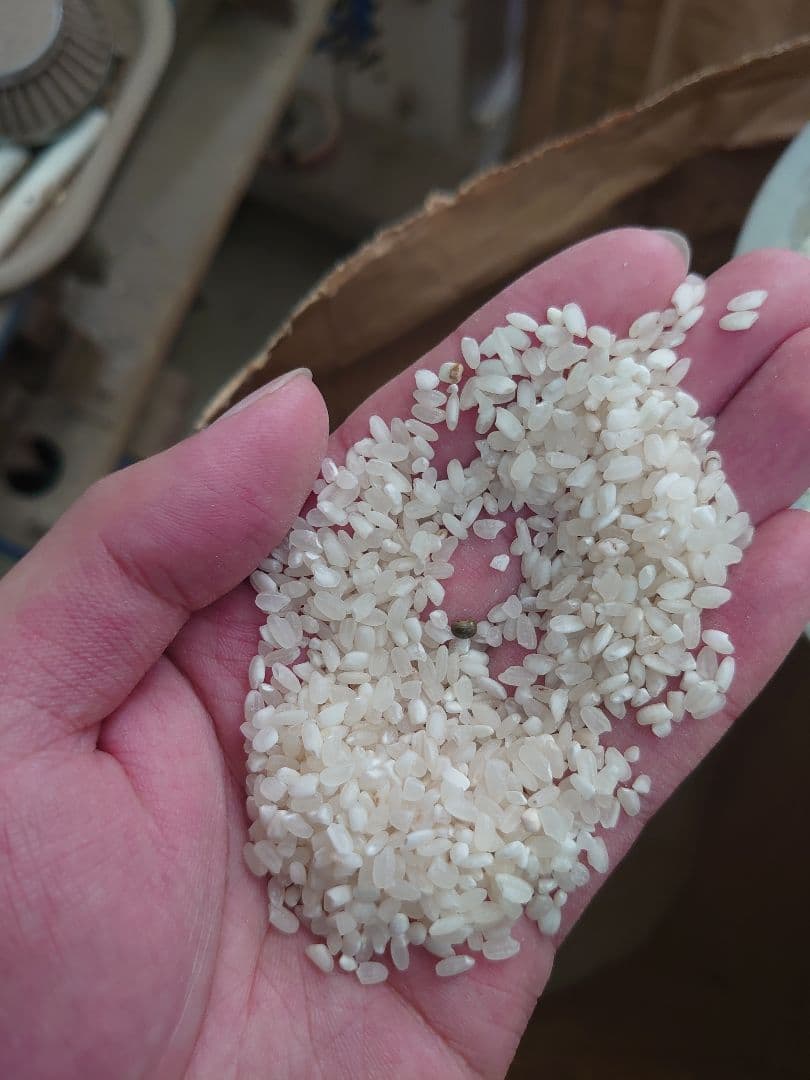 令和7年度 新米 中米 群馬県産 あさひの夢 玄米30㎏