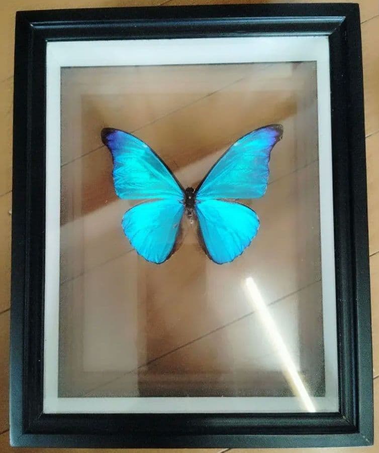 レテノールモルフォ 箱付き！【蝶標本】美品！