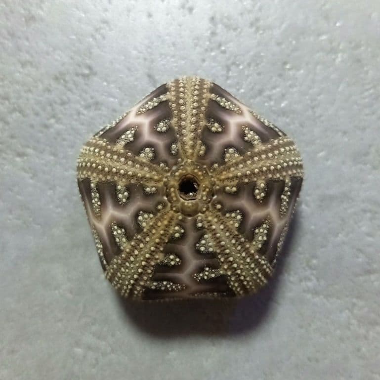 Microcyphus rousseaui　ウニ　殻