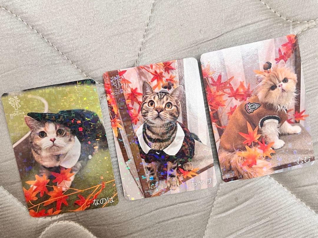 猫カフェmocha にゃんずトレカ　秋のおさんぽ　アルシェ大宮店