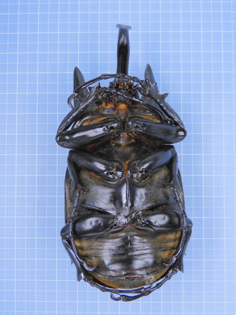 コロンビア産　レックスゾウカブト　114mmX51mm