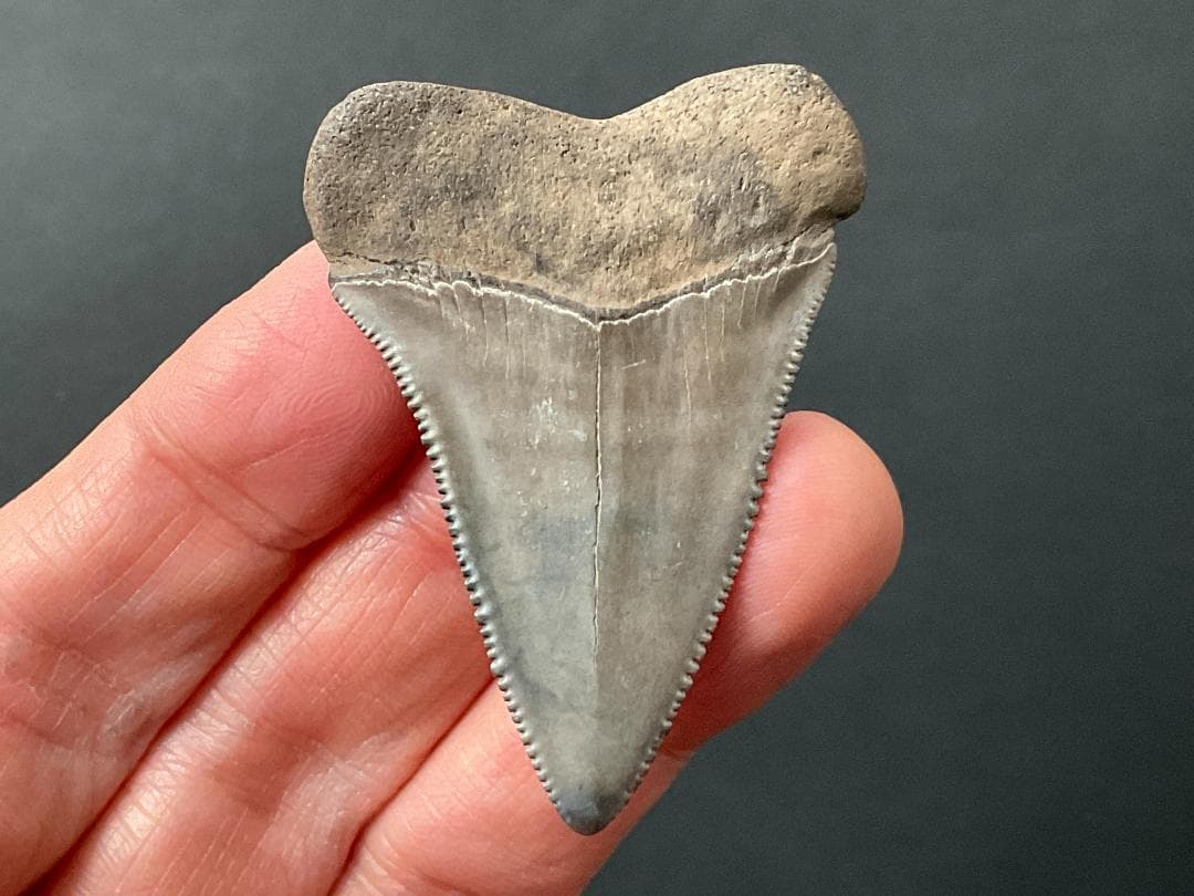 サメの歯 ホホジロザメ [GR228] 化石 希少 レア