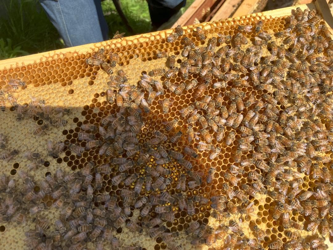 【令7】百花蜜 1000g 2本 長野県産 国産蜂蜜 生はちみつ 西洋蜜蜂z