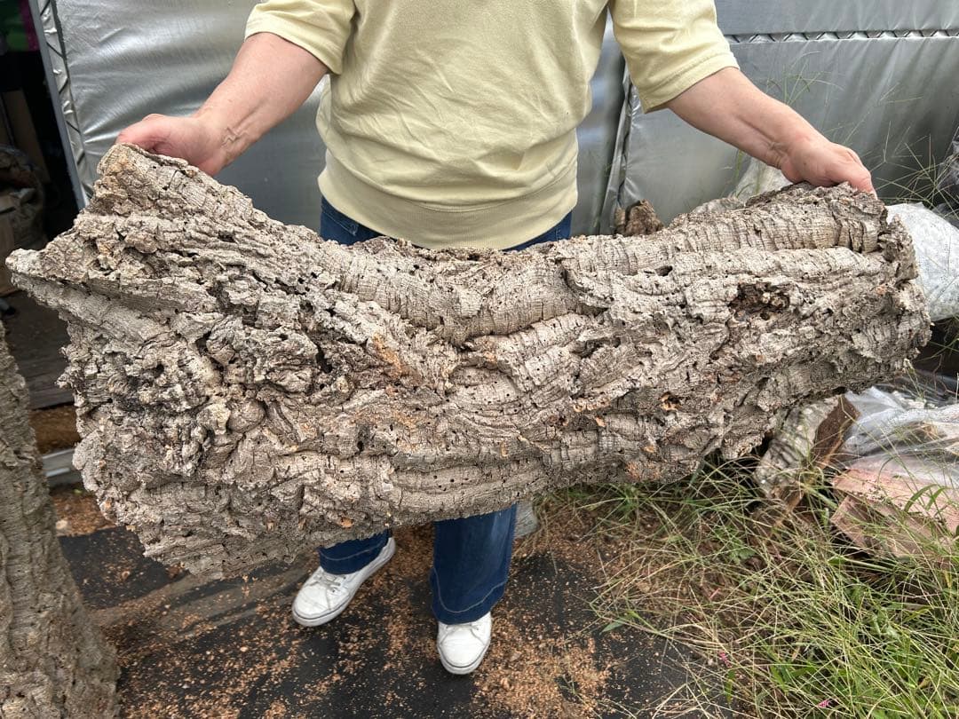 ポルトガル産コルク樹皮 ＰＬ-1002-103Ｌ