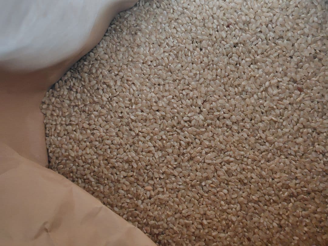 令和５年度産（古米）１０月収穫　 長野県産コ シヒカリ　玄米保管　１９キロ