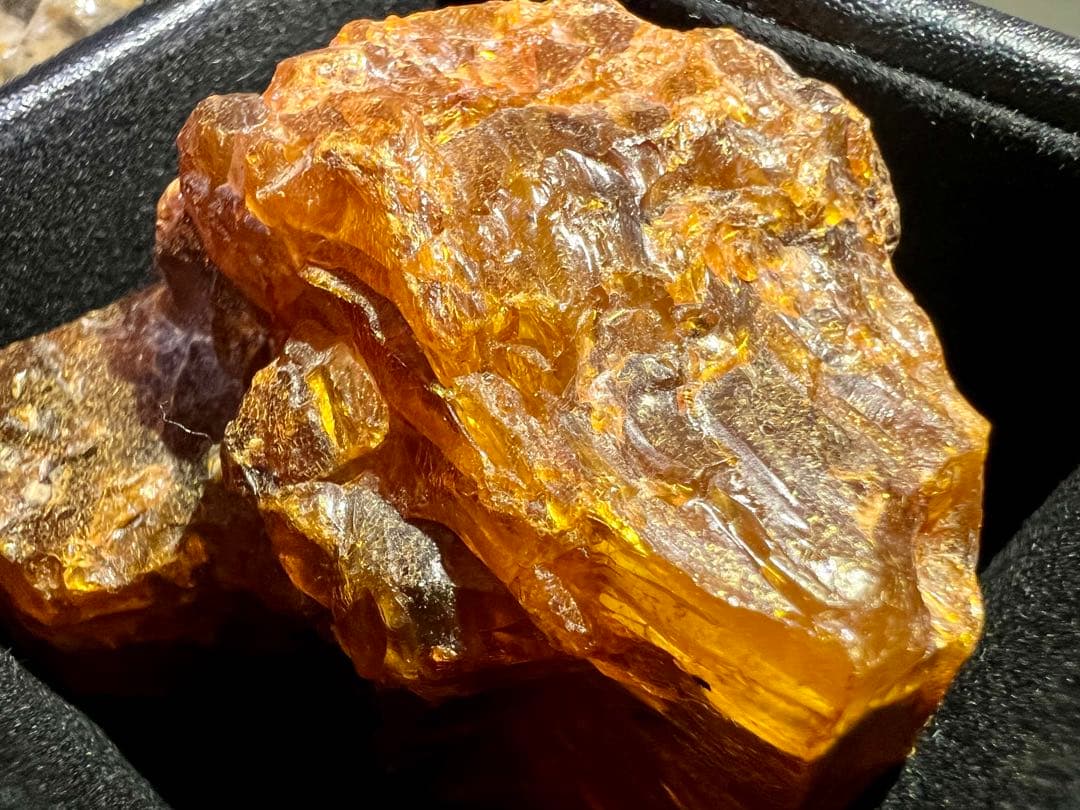 樹脂の化石【超激レア】