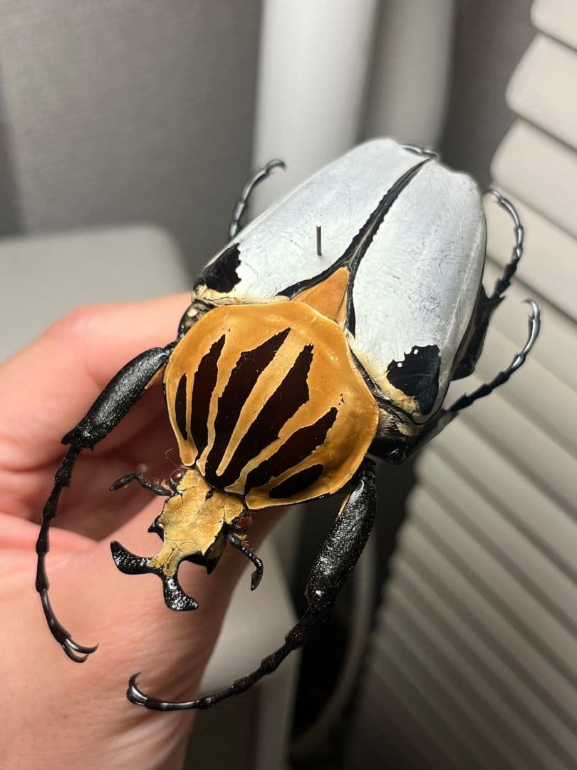 【極BIG】カタモンゴライアスオオツノハナムグ 81mm程♂ Goliath標本