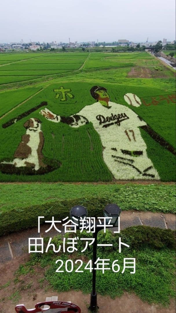 純粋はちみつ　日本蜜蜂の百花蜜　１年熟成　550ｇ✕2本（1.1kg）