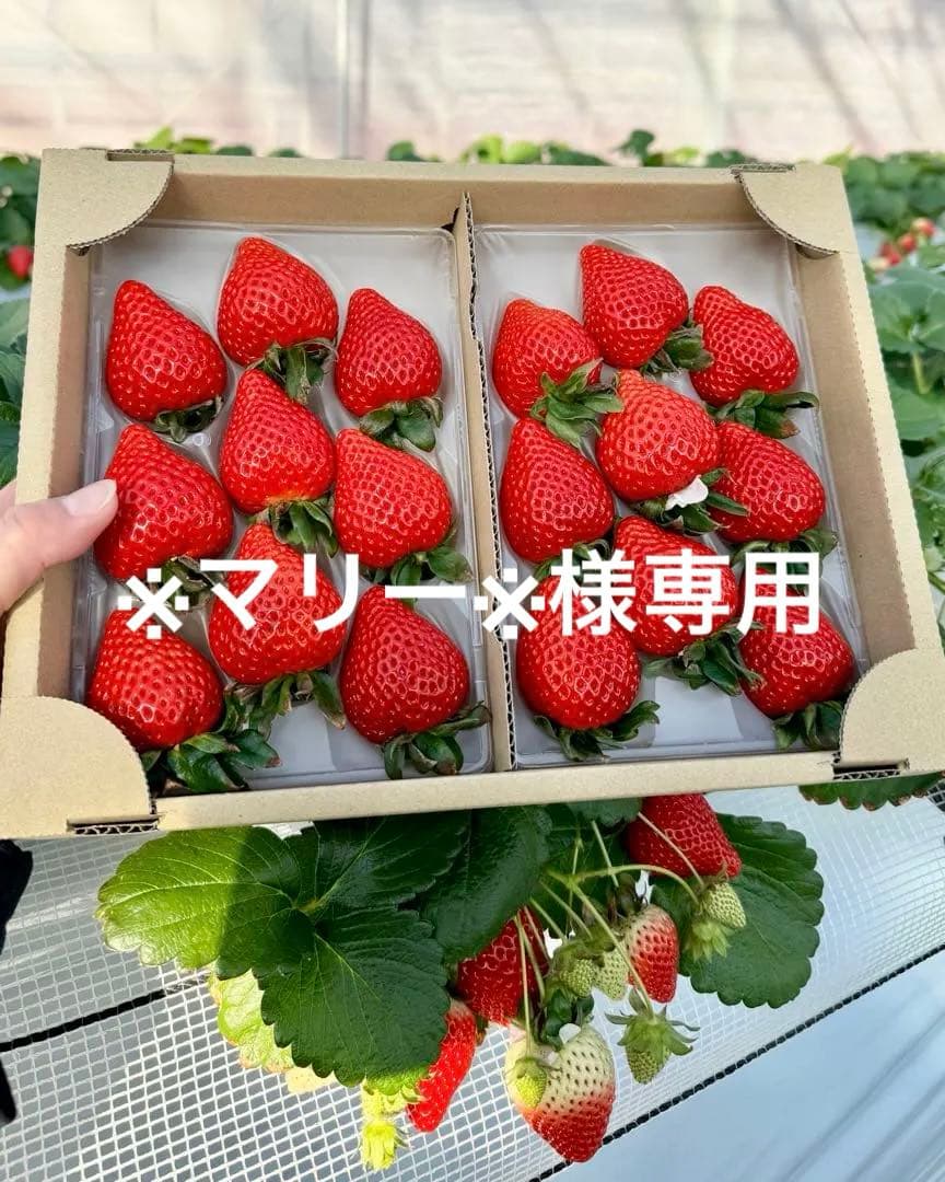 埼玉県プレミアムいちご あまりん 2パック入り 2箱