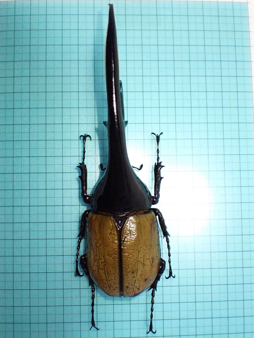 【標本】ヘラクレスオオカブトムシ　グアドループ産　156.3ミリ　飼育品