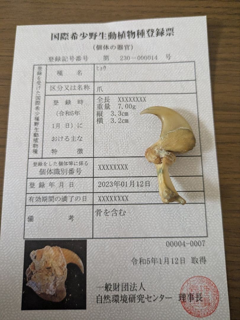 希少！！ヒョウの爪 国際希少野生動植物登録票付き 剥製 骨格標本 頭骨