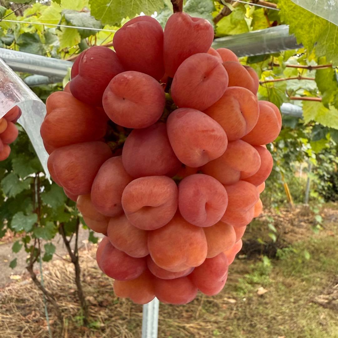 17日発送！今シーズン最終日【山梨県産】マイハート7房〜10房 5kg