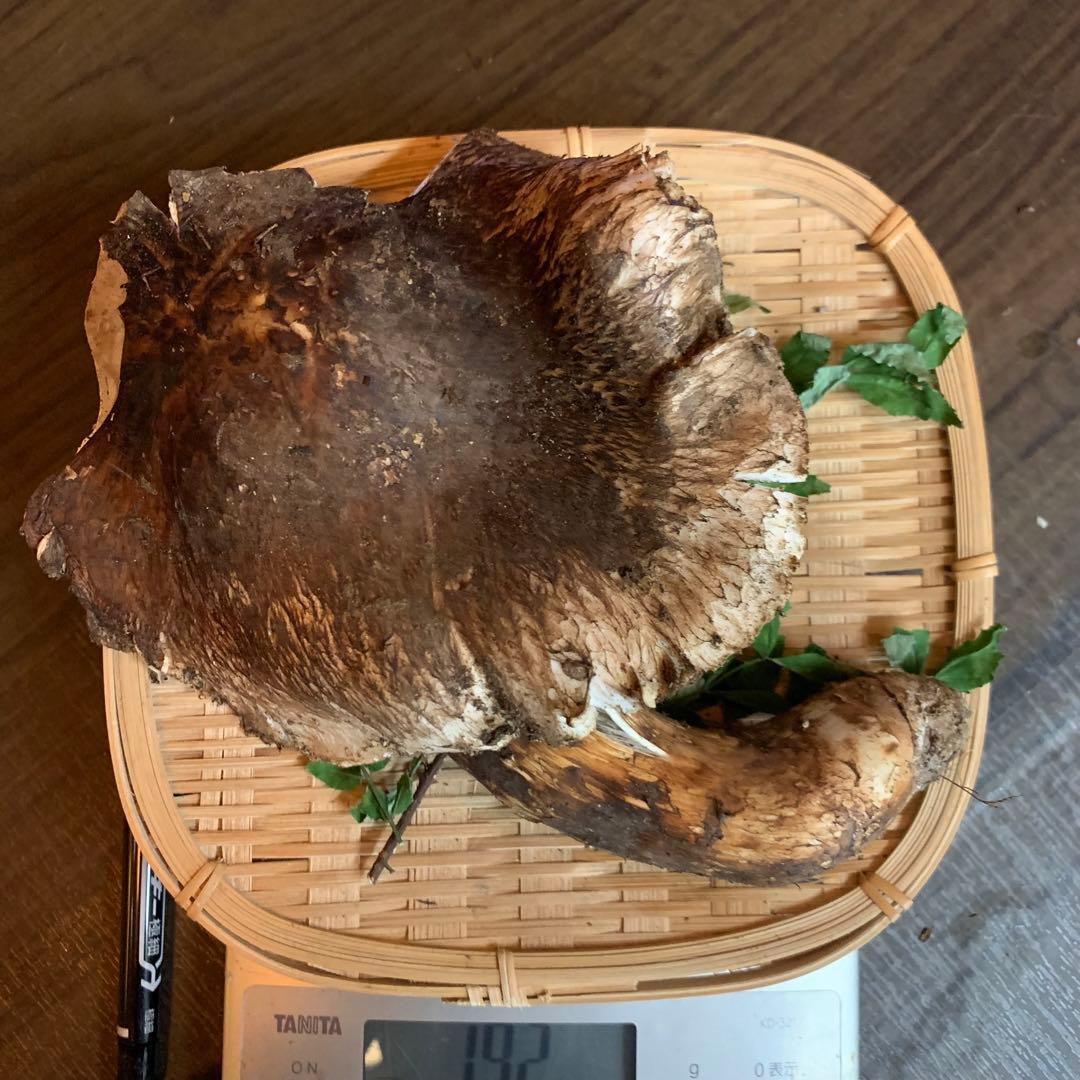 【岩手県産天然松茸】収穫最終　国産本場　訳あり開き　採れたて　ラスト　192g