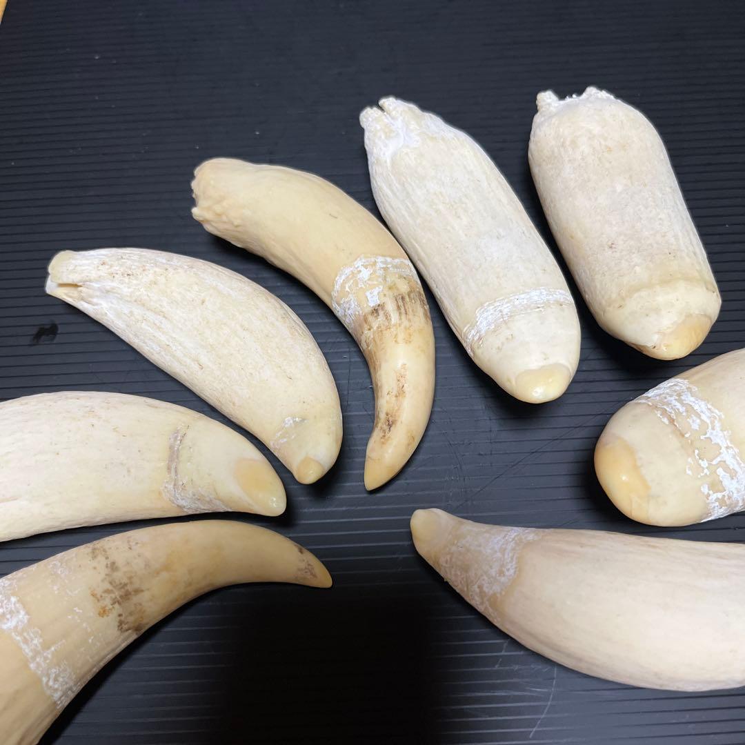 マッコウクジラ　雌歯