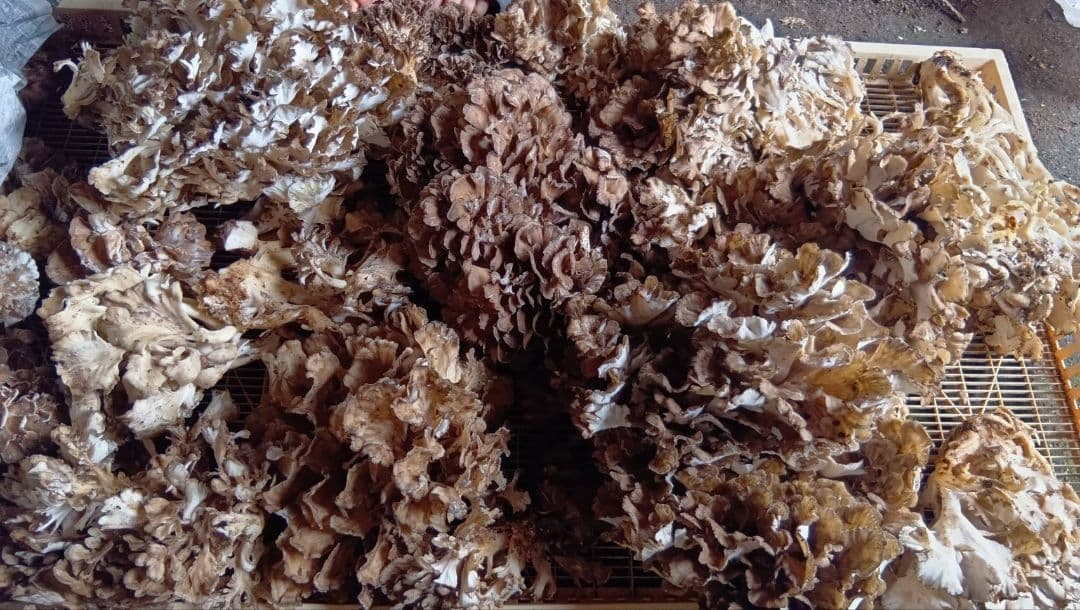 岩手県産　天然舞茸　2キロ