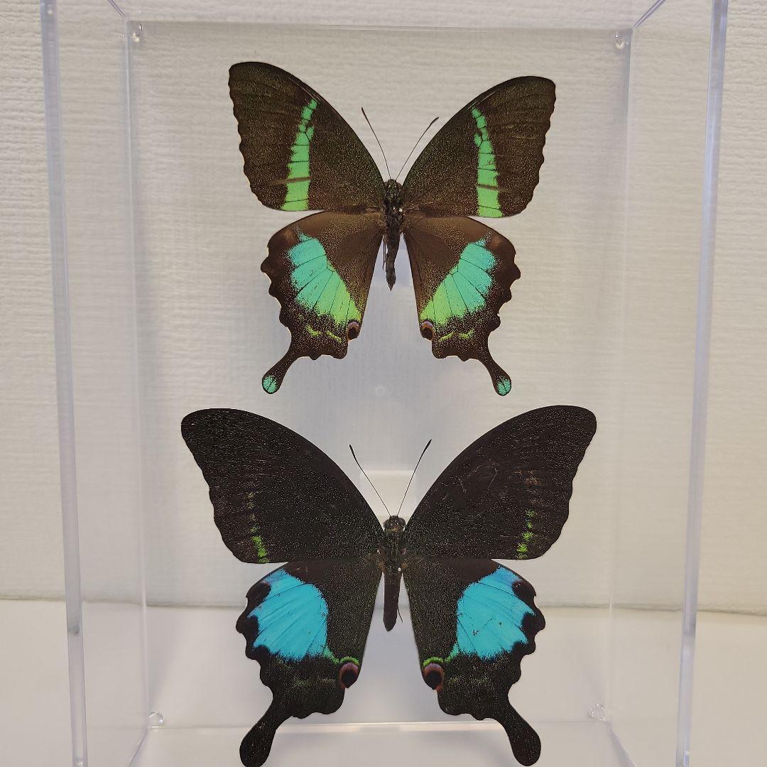 蝶の標本　インドの珍しいアゲハチョウ(A1)