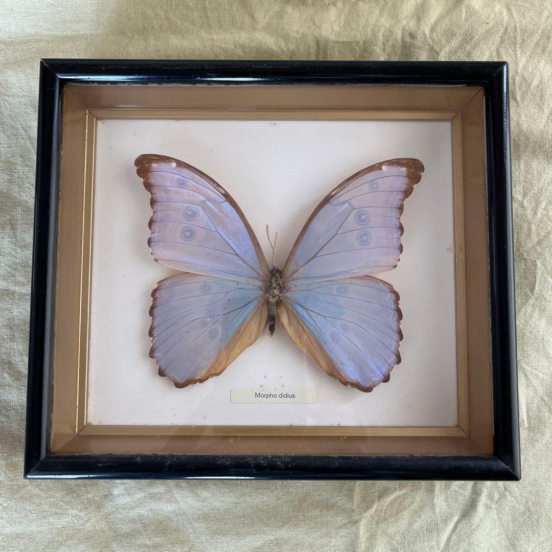 Morpho didius 標本