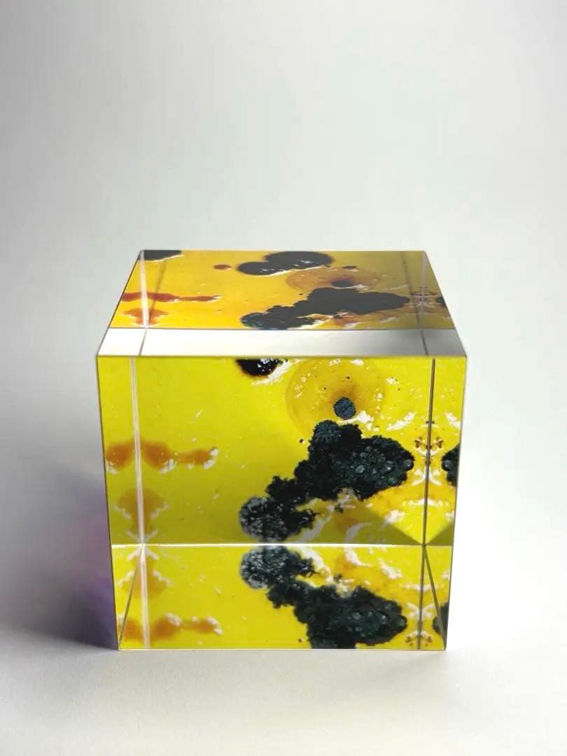 カビ　アート作品　アクリル