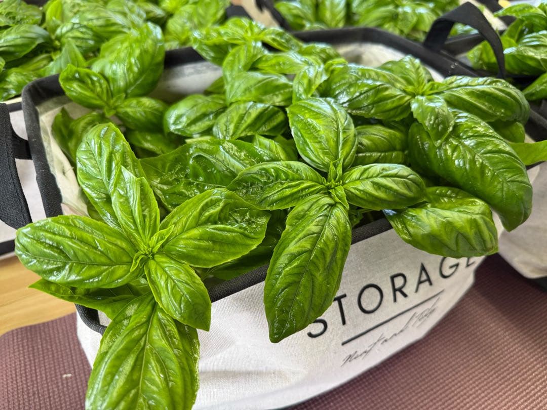 ☆アナンコンダ☆