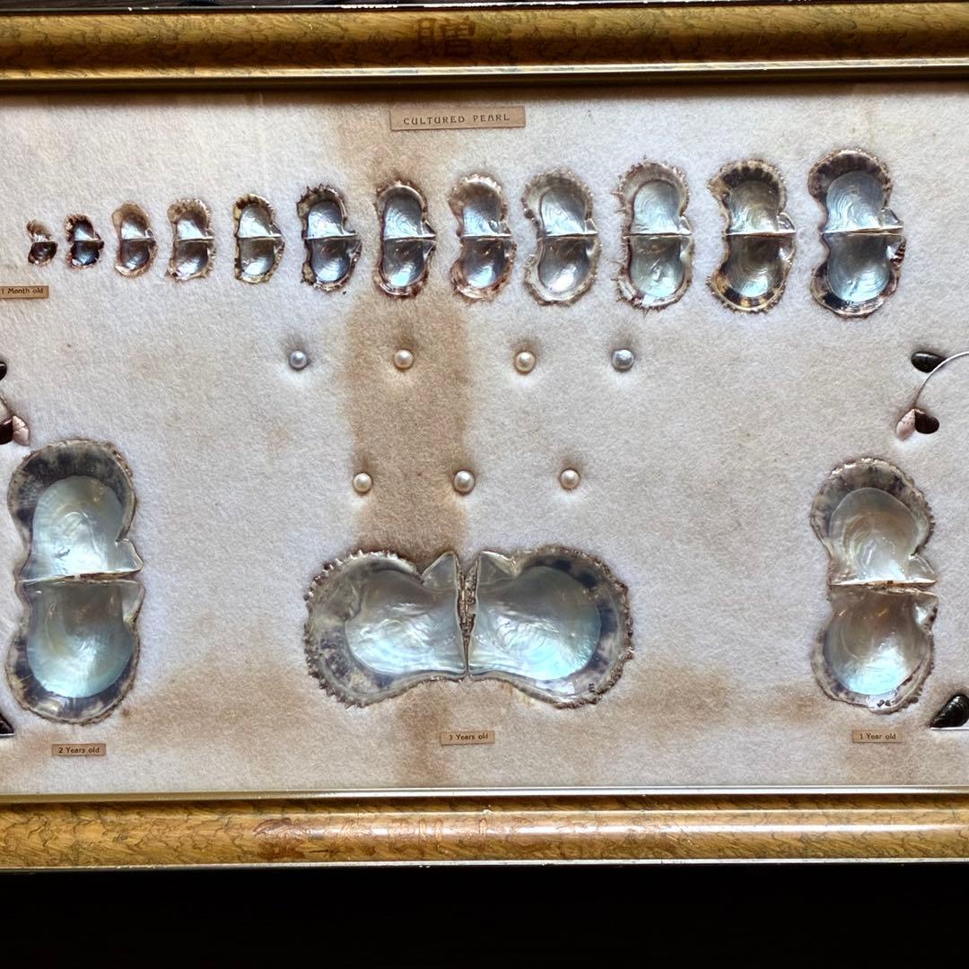 真珠貝　真珠　パール　ツインパール　標本　インテリアアンティーク