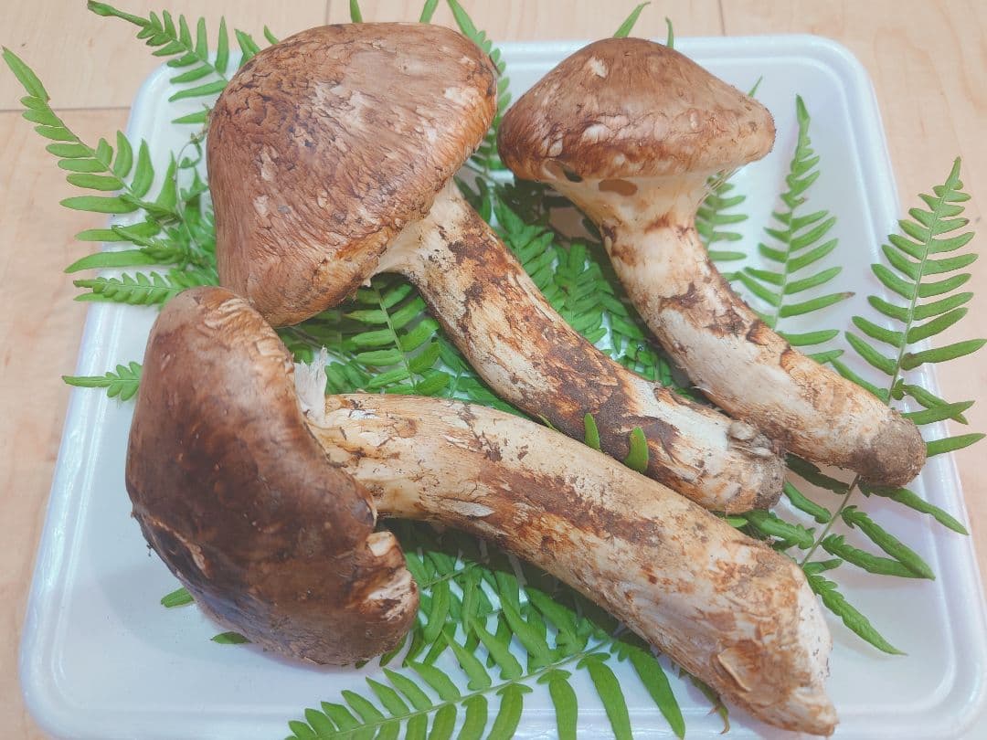 ヨネ　岩手県岩泉産　松茸（天然物）