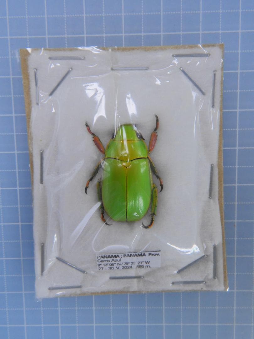 ライクリフウグイスコガネ　22mm