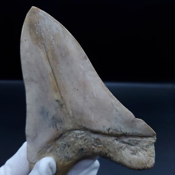 極上 メガロドン 歯 化石 本物 インドネシア産 144.31mm mg1