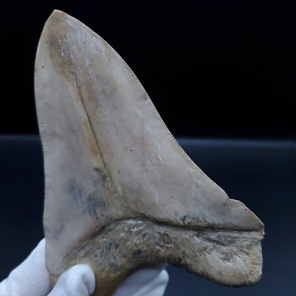 極上 メガロドン 歯 化石 本物 インドネシア産 144.31mm mg1