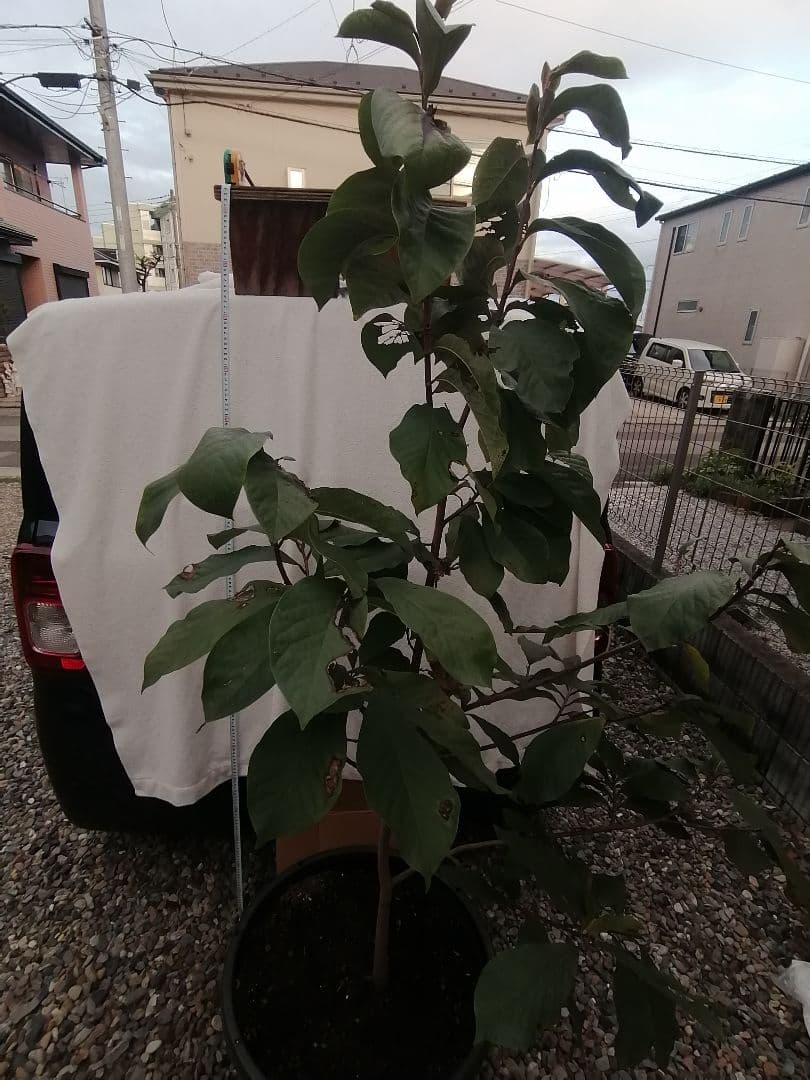 P特大04 ポポー大苗木1本 ポポー ぽぽー 苗 幻の果実