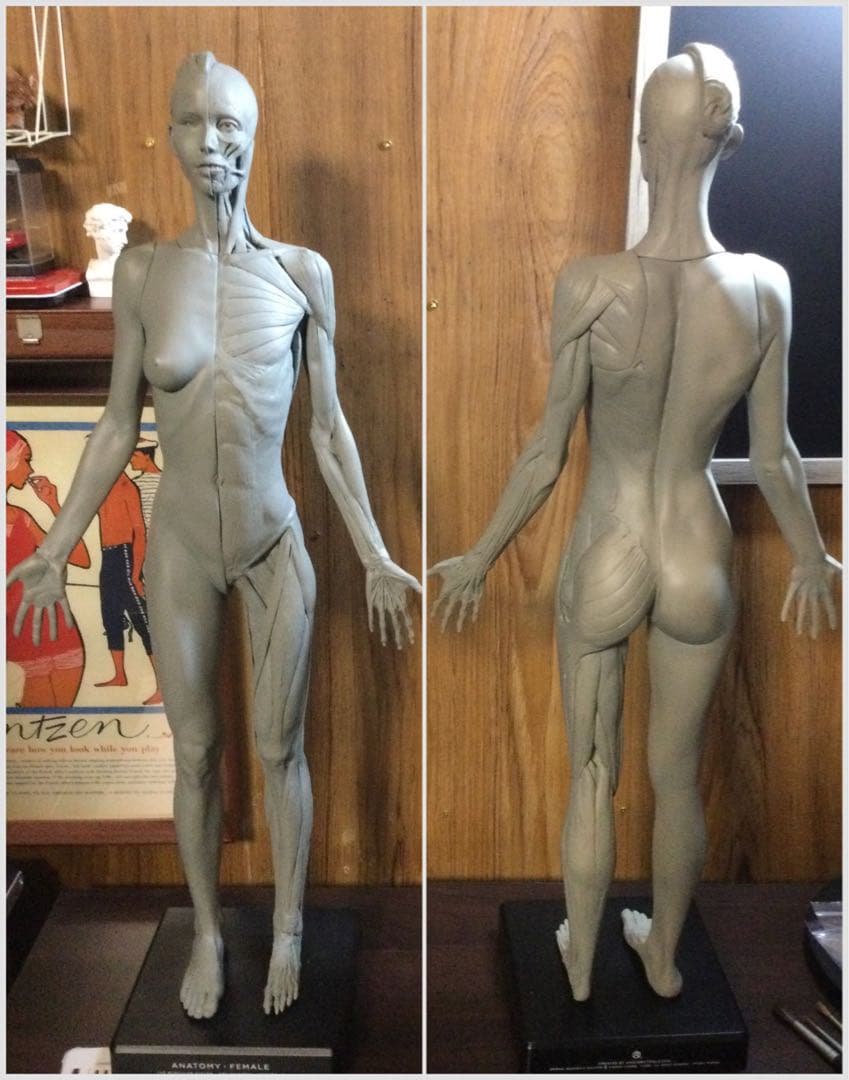 AnatomyTools アナトミーフィギュア　女性　1/3