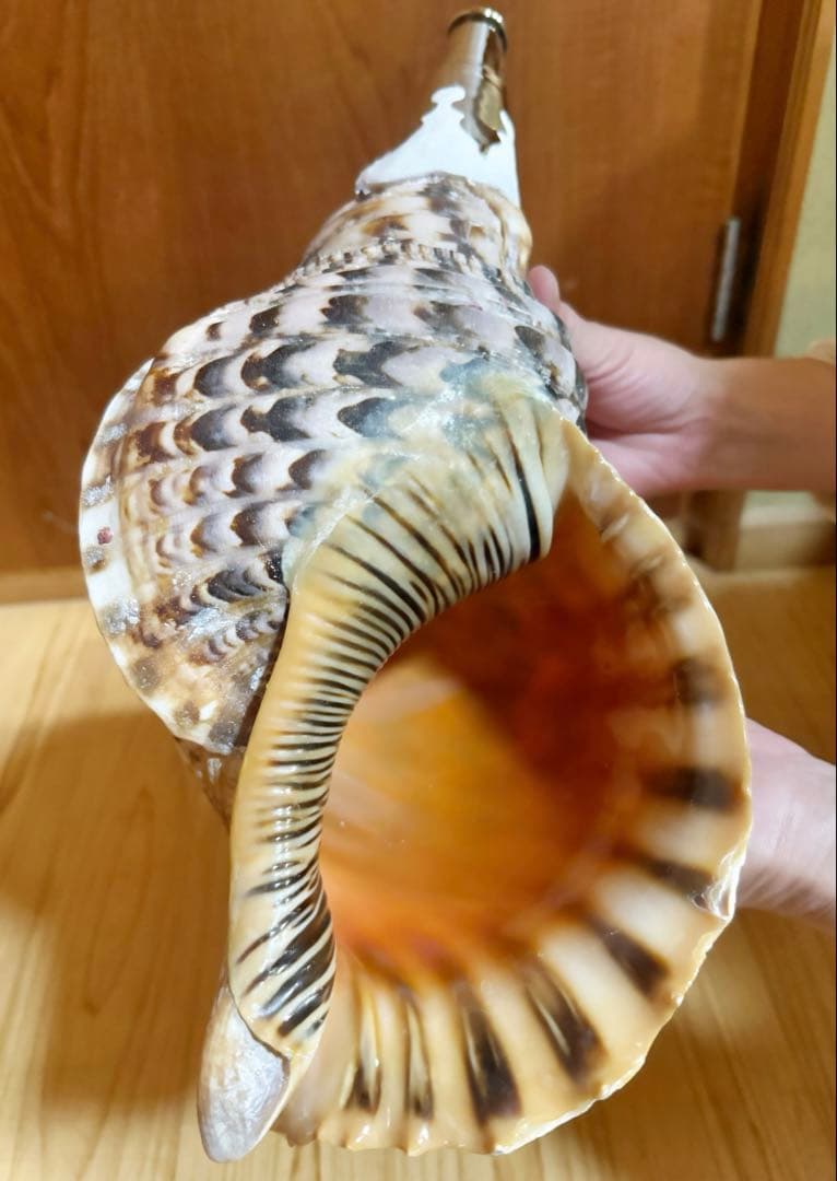 大型肉厚修験道法螺貝39㎝　山伏　密教　熊よけ　魔除け❣️ホラガイ　ほら貝