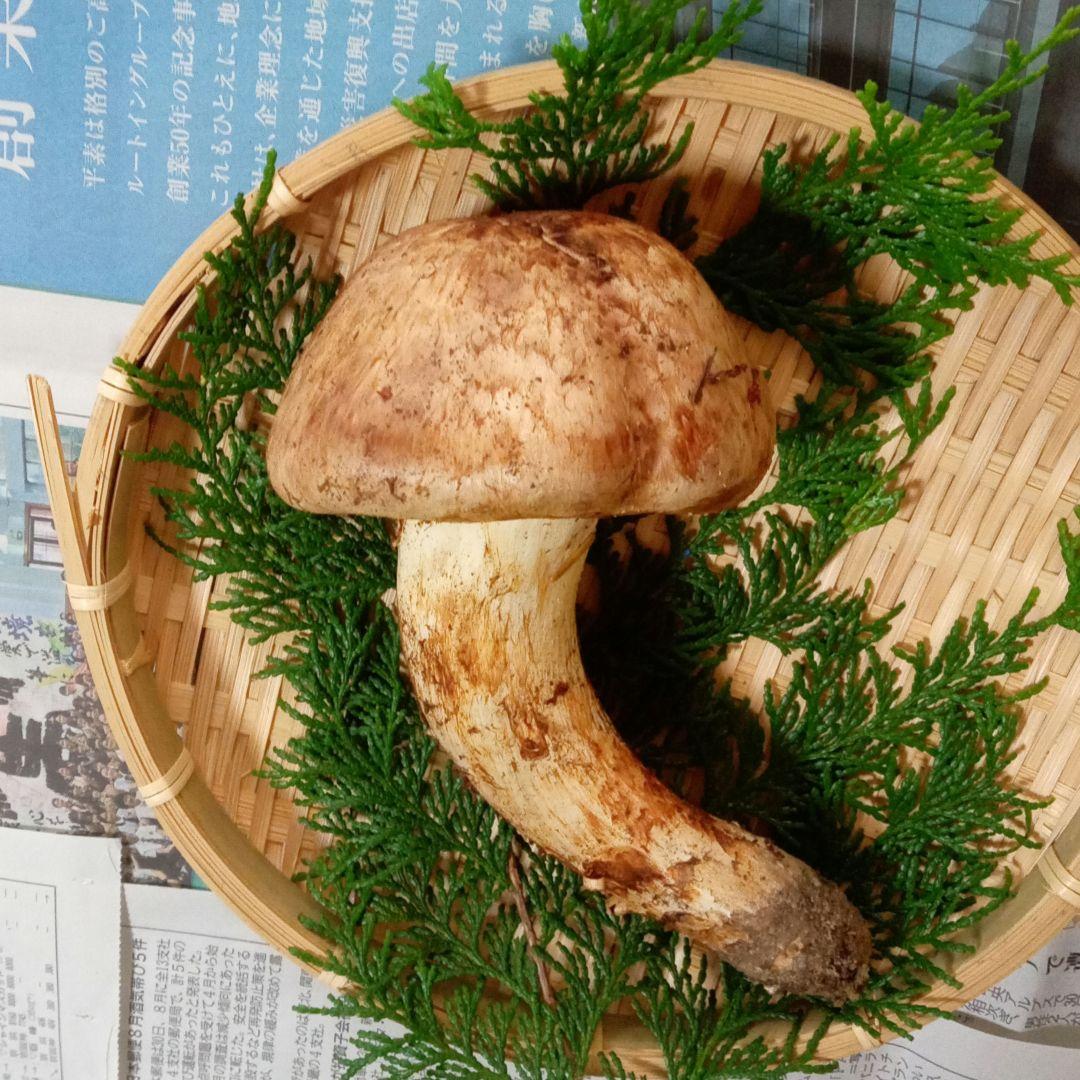 長野県産　松茸　177g