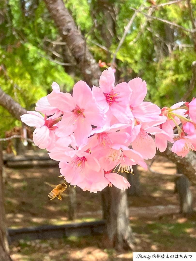 【うずまき】R6 百花蜜1000g 2本