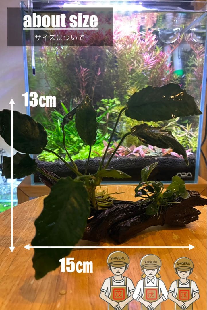 水草茂「鶴薗順様オーダー用」