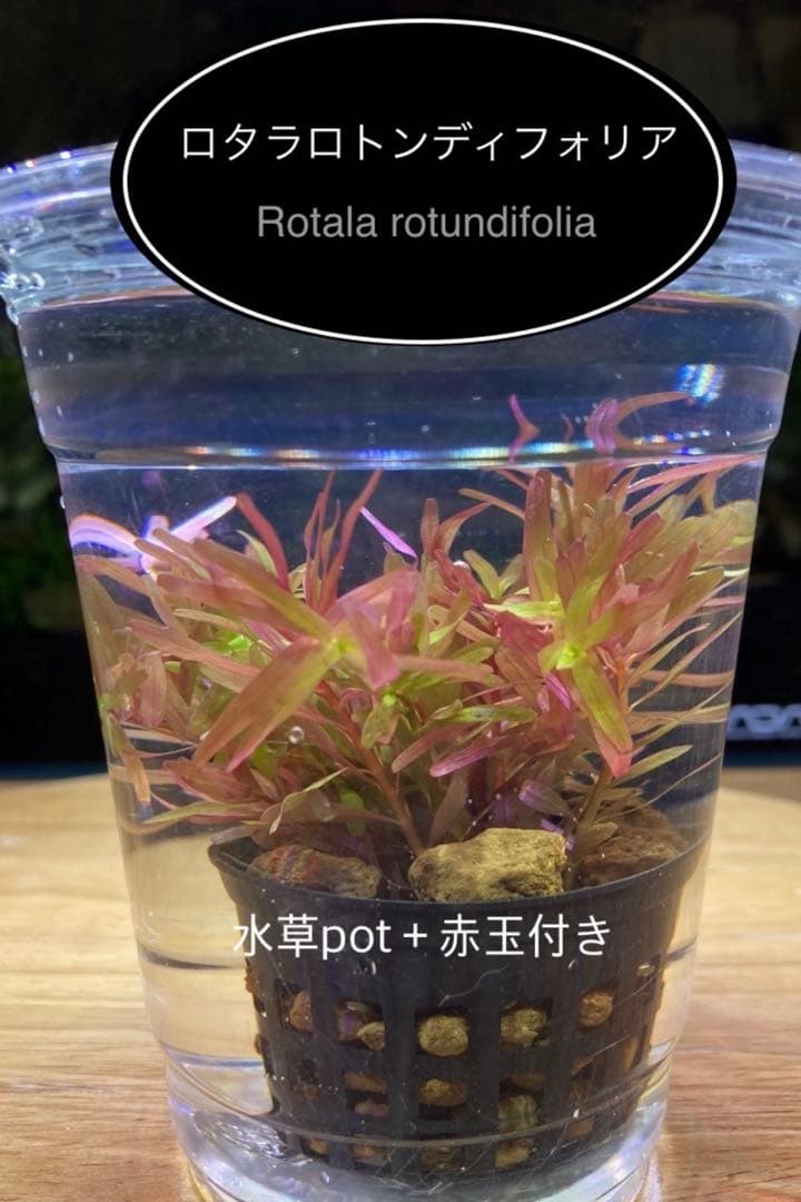 水草茂「鶴薗順様オーダー用」