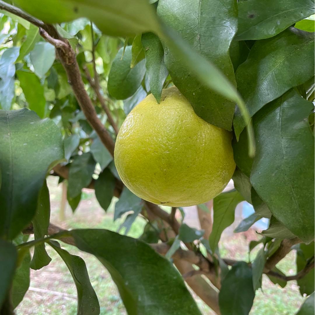 4 国産ベルガモットオレンジ果実香りが強い露地栽培約:9kgA品（一部B品含む）