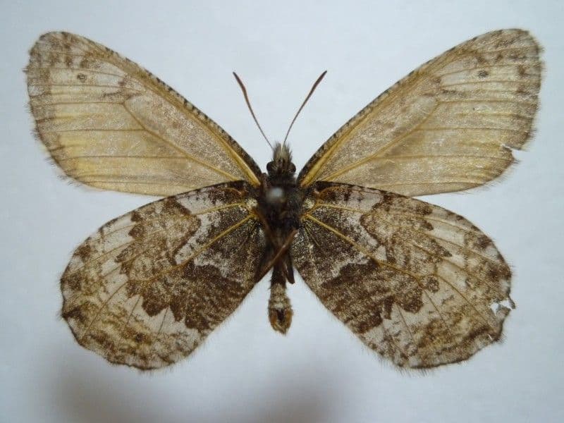 ま*る様 【国産蝶標本】タカネヒカゲ/富山県-新潟県.雪倉岳産/45mm