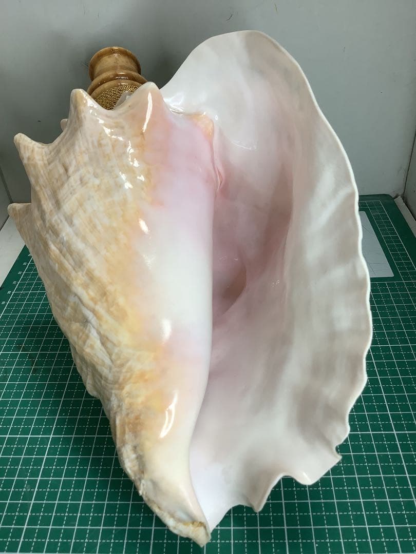 ヤフメリ41・ピンクガイ・法螺貝・山伏・修験者・戦国武将・金峯山・羽黒山・熊除笛