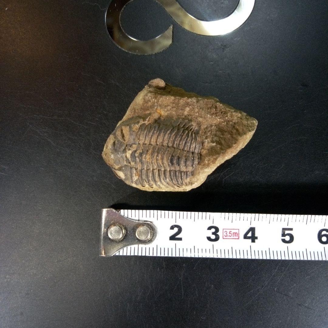 三葉虫　化石　ボリビア産　南アメリカ　trilobite　南米産fossil⑦
