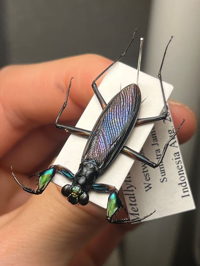 【標本】ケンランカマキリ スパイダーマンティスレッドローチショウジョウバエ