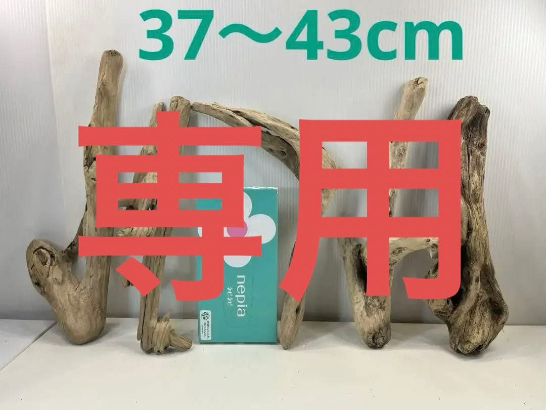 t55アク抜き済み流木セット 爬虫類シェルター 登り木 インテリア エアプランツ