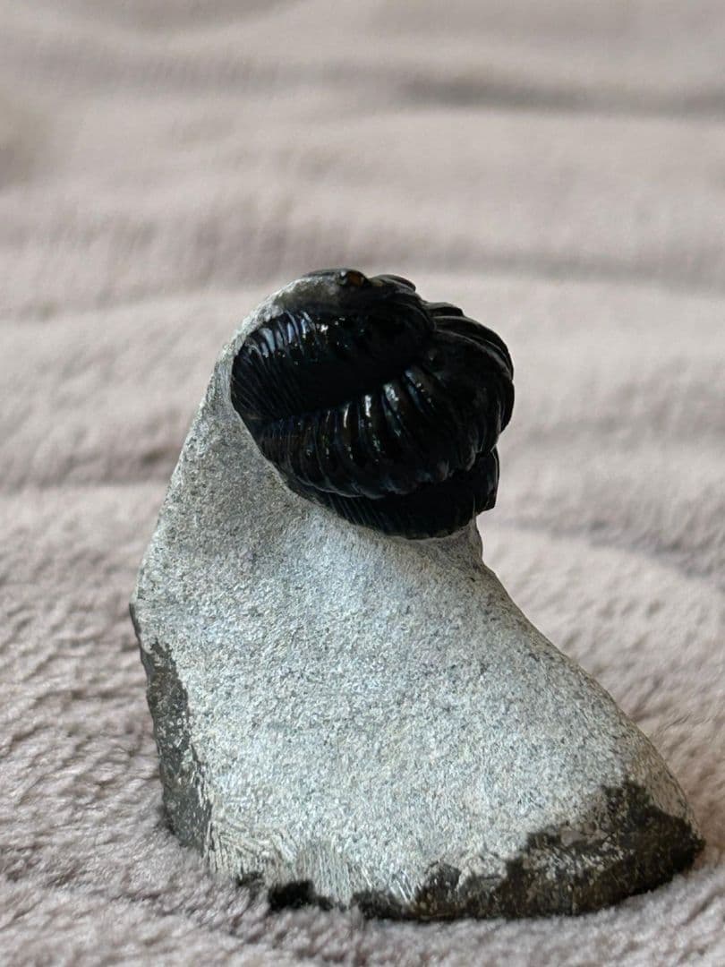 三葉虫モロッコ産④ゲラストスGerastos？化石 デボン紀